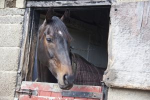 _Ben haslam middleham 4.jpg